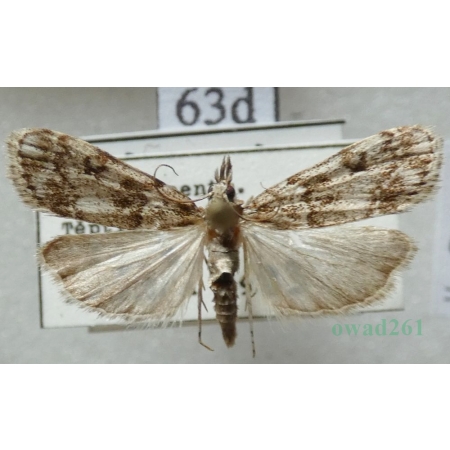 Eudonia lacustrata (Panzer, 1804) Mietliczka rokietnica Czech63d